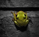 image of tree_frog #21