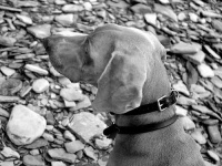image of weimaraner