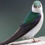 image of bird