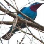 image of bird