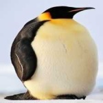 image of emperor_penguin #23