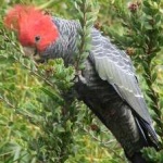 image of bird