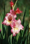 image of flower