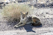 image of coyote
