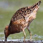 image of bird