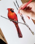 image of cardinal