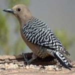 image of bird