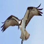 image of bird