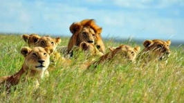 image of grassland