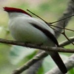 image of bird