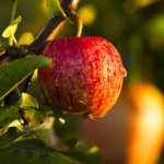 image of apple #12