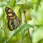 image of animal