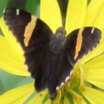 image of banded_butterfly #27