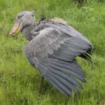 image of bird
