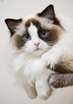 image of ragdoll #13