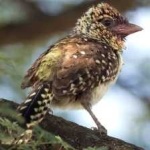 image of bird