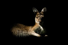 image of animal