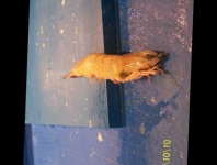 image of fish