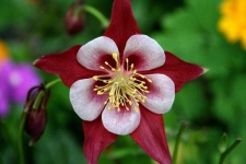 image of flower