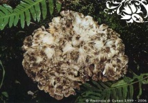 image of hen_of_the_woods