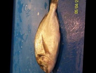 image of fish