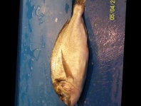 image of gilt_head_bream #1