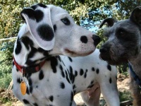 image of dalmatian