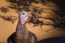image of animal