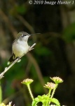image of hummingbird