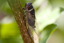 image of cicada