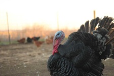 image of animal