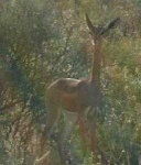 image of gerenuk