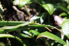image of green_mamba