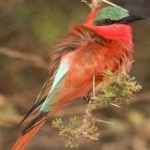 image of bird