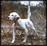 image of english_setter