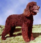 image of irish_water_spaniel #28