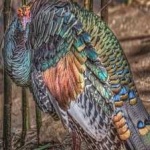 image of ocellated_turkey #11