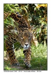 image of jaguar_car