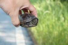 image of mud_turtle