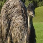 image of bird