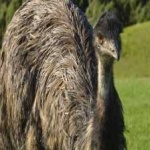 image of emu #18