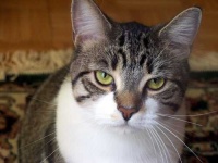 image of egyptian_cat