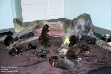image of irish_wolfhound