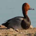 image of bird