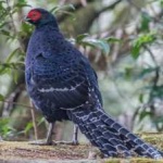 image of bird