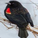 image of bird