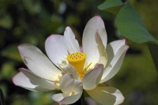 image of lotus #25