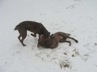 image of chesapeake_bay_retriever