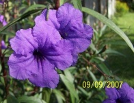 image of mexican_petunia #14