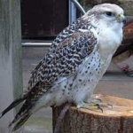 image of bird